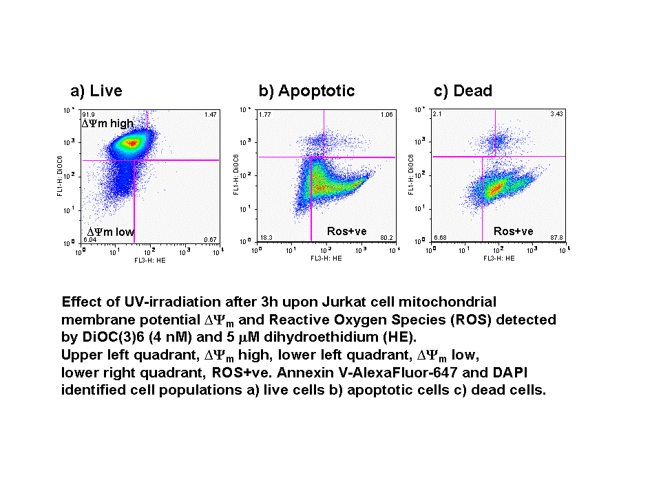 permeability transition