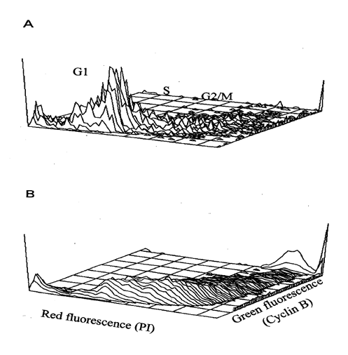 DNA antigen