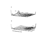 DNA antigen