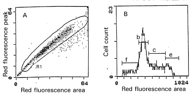 DNA fragmentation