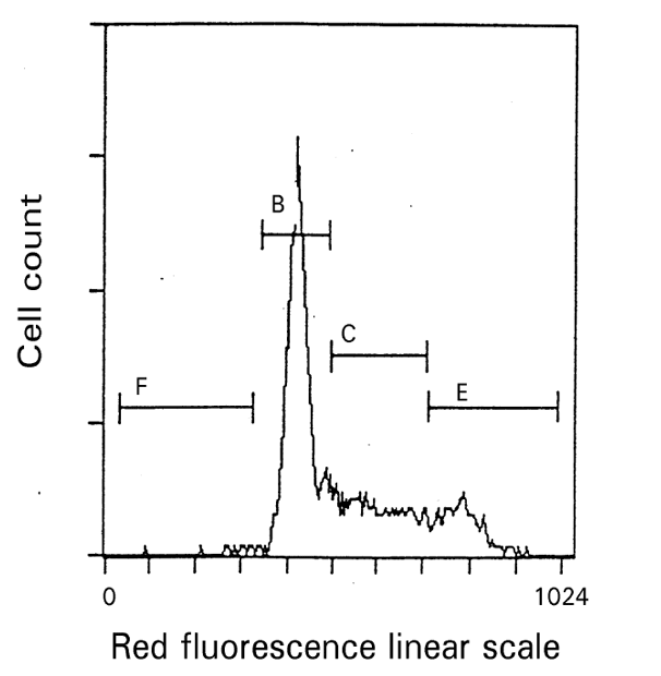 Asynchronous cycling cell population