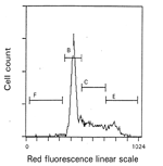 Asynchronous cycling cell population