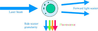 what is flow cytometry?