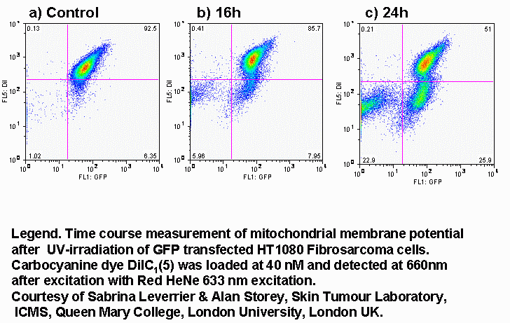 Transition Pore