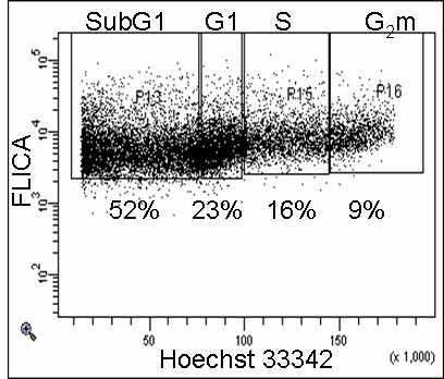 cell cycle analysis. Cell cycle analysis of caspase