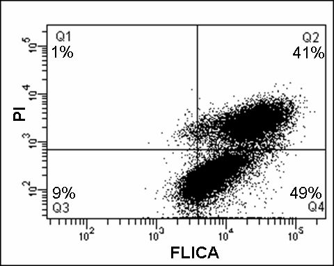 cell cycle analysis. Cell cycle analysis of caspase