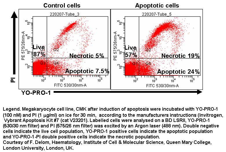 Etoposide   drug information   chemocare