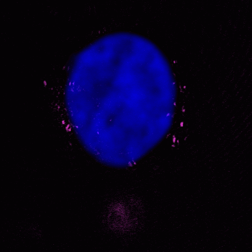 Imaging Annexin-V - Cell membrane changes