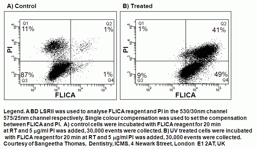 cell cycle analysis. Cell cycle analysis of caspase