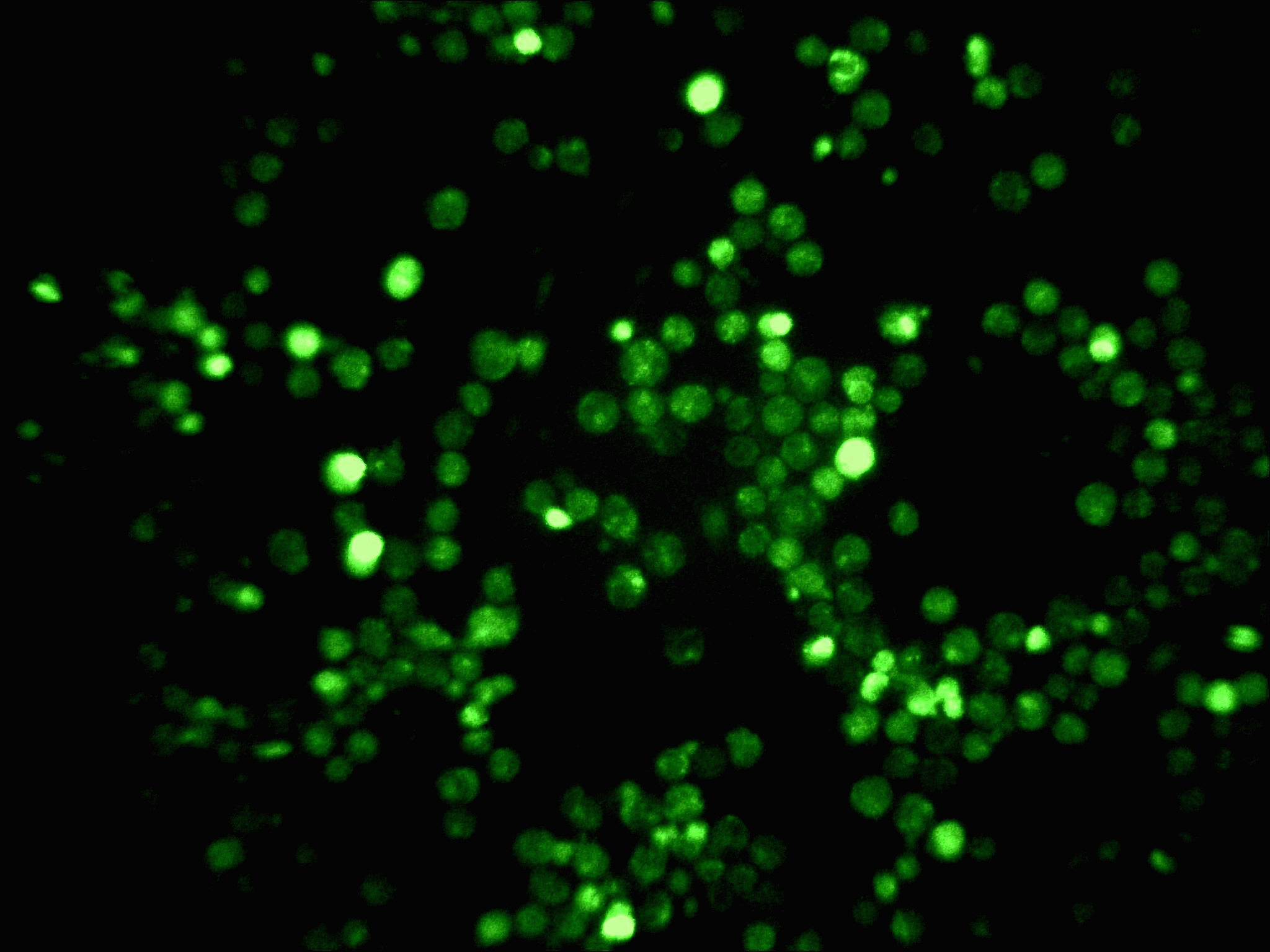 Annexin V And Apoptosis Flow Cytometry Core Facility
