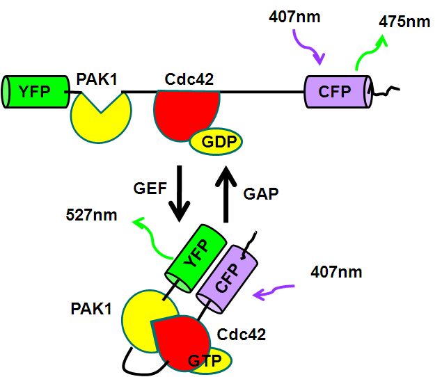  fret can be done to improve the level of fret detectable in cultures