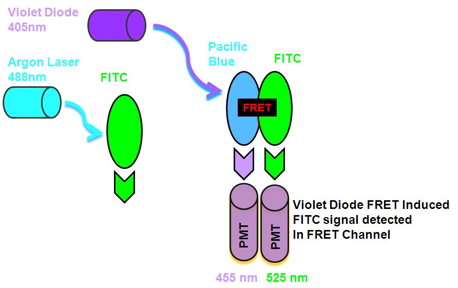 FRET Ab Flow Cytometry Core Facility