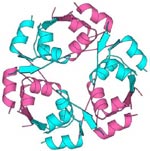 The insulin molecule