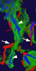 Image - Neuroscience