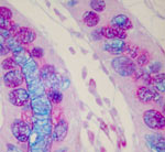 Ileum - Alcian Blue PAS