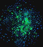A colony of mouse mucosal cells stained to show the distribution of keratin 15 (green) , a putative stem cell marker, and all cell nuclei (blue).